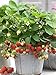 Photo 200+ Wild Strawberry Strawberries Seeds - Fragaria Vesca - Edible Garden Fruit Heirloom Non-GMO - Made in USA, Ships from Iowa. new bestseller 2024-2023