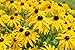 Photo Sweet Yards Seed Co. Black Eyed Susan Seeds – Extra Large Packet – Over 100,000 Open Pollinated Non-GMO Wildflower Seeds – Rudbeckia hirta new bestseller 2024-2023