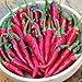 Photo Burpee Dragon Cayenne Hot Pepper Seeds 25 seeds new bestseller 2024-2023