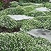 Photo Outsidepride Irish Moss Ground Cover Plant Seed - 10000 Seeds new bestseller 2024-2023