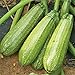 Photo Grey Zucchini Squash Seeds | Mexican Gray Calabacita Summer Courgette Kousa / 20 Seeds by OrginBud new bestseller 2024-2023