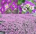 Photo BIG PACK - (60,000+) Alyssum Royal Carpet Seeds - Fragrant Lobularia maritima - Attracts Honey Bees, Butterfly - Ground Cover for Zones 3+ Flower Seeds By MySeeds.Co (Big Pack - Alyssum Royal Carpet) new bestseller 2024-2023