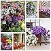 Photo Graines de pétunia80000 + Pcs 'Collection à thème de couleur' ​​(couleurs arc-en-ciel) Graines de mélange de fleurs vivaces, fleurs tout l'été, graines de fleurs suspendues idéales pour le pot nouveau best-seller 2025-2024