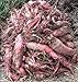 Photo Red Mangel Mammoth Beet Seeds for Fodder or Survival Giant Up to 15 LB! 311C (1500 Seeds, or 1 oz) new bestseller 2024-2023