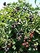 Photo BlackBerry Triple Crown Plants-Garden- Fruit-Thorn-Less-Live Plant-6pk by Grower's Solution new bestseller 2024-2023