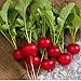 Photo David's Garden Seeds Radish Rover (Red) 200 Non-GMO, Hybrid Seeds new bestseller 2024-2023