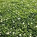 Photo Outsidepride White Dutch Clover Seed: Nitro-Coated, Inoculated - 5 LBS new bestseller 2024-2023