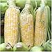 Photo Seed Needs, Peaches & Cream Sweet Corn (Zea mays) Bulk Package of 230 Seeds Non-GMO new bestseller 2024-2023