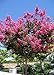 Photo TROPICA - Lilas des Indes violet (Lagerstroemia indica violacea) - 200 graines- Magie tropicale nouveau best-seller 2024-2023