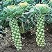 Photo NIKA SEEDS - Vegetable Brussels Sprout Cabbage Green (Possible to Grow Indoor) - 150 Seeds new bestseller 2024-2023