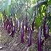 Photo Long Purple Eggplant Seed for Planting | 150+ Seeds | Non-GMO Exotic Heirloom Vegetables | Great Gardening Gift new bestseller 2024-2023