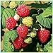 Photo Fruit Plant Seeds 200+ Raspberry Seeds Bare Root Plants - All Season Collection new bestseller 2024-2023