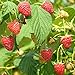 Photo Red Raspberry Seeds (Rubus idaeus) Packet of 50 Seeds new bestseller 2024-2023