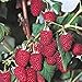 Photo 5 Heritage Everbearing Red Raspberry Plants (5 Lrg 2yr Bare Root Canes) Zone 3-8 new bestseller 2024-2023