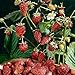 Photo David's Garden Seeds Fruit Strawberry Mignonette 2210 (Red) 50 Non-GMO, Heirloom Seeds new bestseller 2024-2023