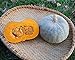 Foto Azul Kuri calabaza | Azul Hokkaido | Squash Kabocha japoneses | 15 Semillas nuevo éxito de ventas 2024-2023