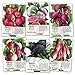 Photo Seed Needs, Multicolor Radish Seed Packet Collection (6 Individual Packets) Non-GMO Seeds new bestseller 2024-2023