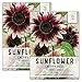 Photo Seed Needs, Cherry Rose Sunflower (Helianthus annuus) Twin Pack of 50 Seeds Each new bestseller 2024-2023