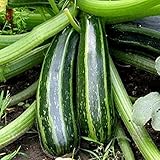 Zucchini - Italian Striped - 8 Samen Foto, Bestseller 2024-2023 neu, bester Preis 2,59 € Rezension