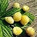 Photo Seeds Alpine Strawberry Yellow Everbearing Indoor Berries Fruits for Planting Non GMO new bestseller 2024-2023