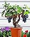 Foto Traubenkerne 50 japanischen Dwarf Kyoho (Vitis labrusca) Deep Purple Tabelle Traubenkerne Bonsai Fruchtsamen für Hausgarten neu Bestseller 2024-2023