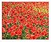 Photo Red Flanders Poppies - 50,000 Flanders Poppy Seeds - Marde Ross & Company new bestseller 2024-2023