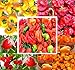 Photo BIG PACK - (500+ Seeds) Hot Pepper Combo I - Bhut Jolokia Ghost Pepper, Habanero Orange, Habanero Red, Jamaican Yellow, Jamaican Red Pepper Seeds- Non-GMO Seeds by MySeeds.Co (BIG PACK - Hot Pepper I) new bestseller 2025-2024