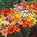 Photo Asiatic Lilies Mix (10 Pack of Bulbs) - Freshly Dug Perennial Lily Flower Bulbs new bestseller 2024-2023