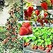 Photo 250+ Red Climbing Strawberry Seeds Everbearing Fruit Plant Home Garden Sweet and Delicious new bestseller 2024-2023