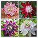 Photo 50pcs Passion Flower Seeds Garden Rare Passiflora Incarnata Potted Plants Seeds new bestseller 2024-2023