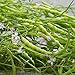 Photo Rat's Tail Radish Seeds - Packet of 20 Seeds new bestseller 2024-2023