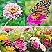 Photo Zinnia Seeds for Planting Outdoors, Over 480 Seeds Giving You The Zinnia Flowers You Need, Zinnia Elegans, 4.2 Grams, Non-GMO new bestseller 2024-2023