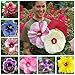 Photo 100+ Pcs Mixed Hibiscus Seeds Giant Flowers Perennial Flower - Ships from Iowa, USA new bestseller 2024-2023