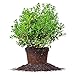 Photo Needlepoint Holly - Size: 1 Gallon, Live Plant, Includes Special Blend Fertilizer & Planting Guide new bestseller 2025-2024