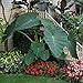 Photo Live Bulbs Colocasia gigantea Thailand Giant Thai Giant Elephant Ear Huge Leaf (3 Bulbs) new bestseller 2024-2023