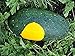 Photo David's Garden Seeds Fruit Watermelon Moon & Stars 3147 (Yellow) 25 Non-GMO, Open Pollinated Seeds new bestseller 2024-2023