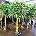 Photo 40pcs graines de bambou style chinois Intérieur frais Moso Bambou Bonsai Graines Arbre Graines bricolage jardin plantation en pot Facile à cultiver nouveau best-seller 2025-2024