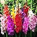 Photo Mixed Gladiolus Flower Bulbs - 50 Bulbs Assorted Colors new bestseller 2024-2023