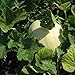 Photo Honeydew Seeds - Green Flesh - Heirloom - Liliana's Garden new bestseller 2024-2023