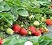 Photo Strawberry Seeds 250 PCS for Planting in Pots Non GMO new bestseller 2024-2023