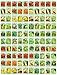 Photo 100 Assorted Heirloom Vegetable Seeds 100% Non-GMO (100, Deluxe Assorted Vegetable Seeds) new bestseller 2024-2023