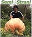 Foto 3 Semillas de CALABAZA GIGANTE ATLANTIC GIANT MARTINI, Semillas con Genética de Competencia + Guía de Cultivo nuevo éxito de ventas 2024-2023