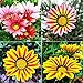 Photo Lot de 100 graines de gazania Rigens pour plantation (mélange de couleur1) nouveau best-seller 2024-2023