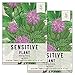 Photo Seed Needs, Sensitive Plant (Mimosa pudica) Twin Pack of 100 Seeds Each new bestseller 2024-2023