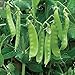 Photo Oregon Sugar Pod II Snow Pea Seeds, 50+ Heirloom Seeds Per Packet, Non GMO Seeds, (Isla's Garden Seeds), Botanical Name: Pisum sativum new bestseller 2024-2023