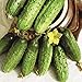 Photo Seeds Cucumber Parisian Gherkin Pickling Heirloom Vegetable for Planting Non GMO new bestseller 2024-2023