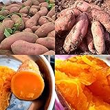 Sweet Potato Seeds Photo, bestseller 2024-2023 new, best price $11.99 review