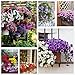 Photo Petunia Seeds80000+Pcs 'Colour-Themed Collection'(Rainbow Colors) Perennial Flower Mix Seeds,Flowers All Summer Long,Hanging Flower Seeds Ideal for Pot new bestseller 2024-2023