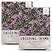 Photo Seed Needs, Wild Creeping Thyme (Thymus serpyllum) Twin Pack of 20,000 Seeds Each new bestseller 2024-2023