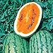 Photo Burpee Orange Tendersweet Watermelon Seeds 60 seeds new bestseller 2024-2023